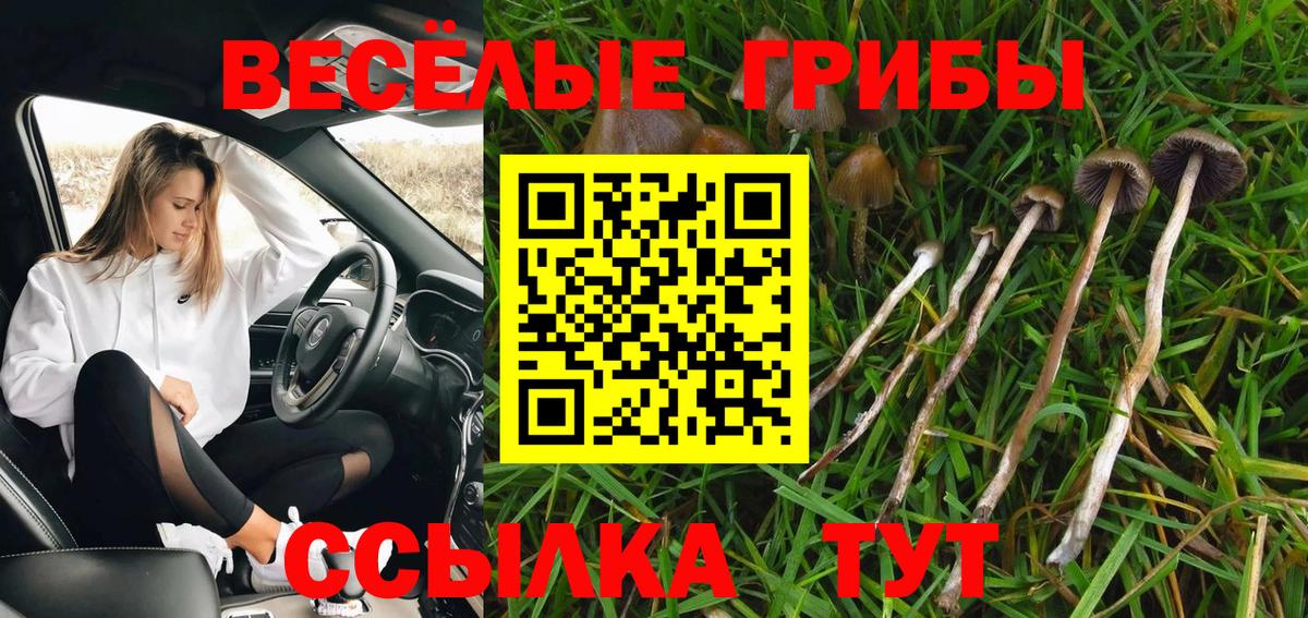 Новокубанск  Галлюциногенные грибы ЛСД  Вход с VPN  Псилоцибиновые грибы ЛСД 