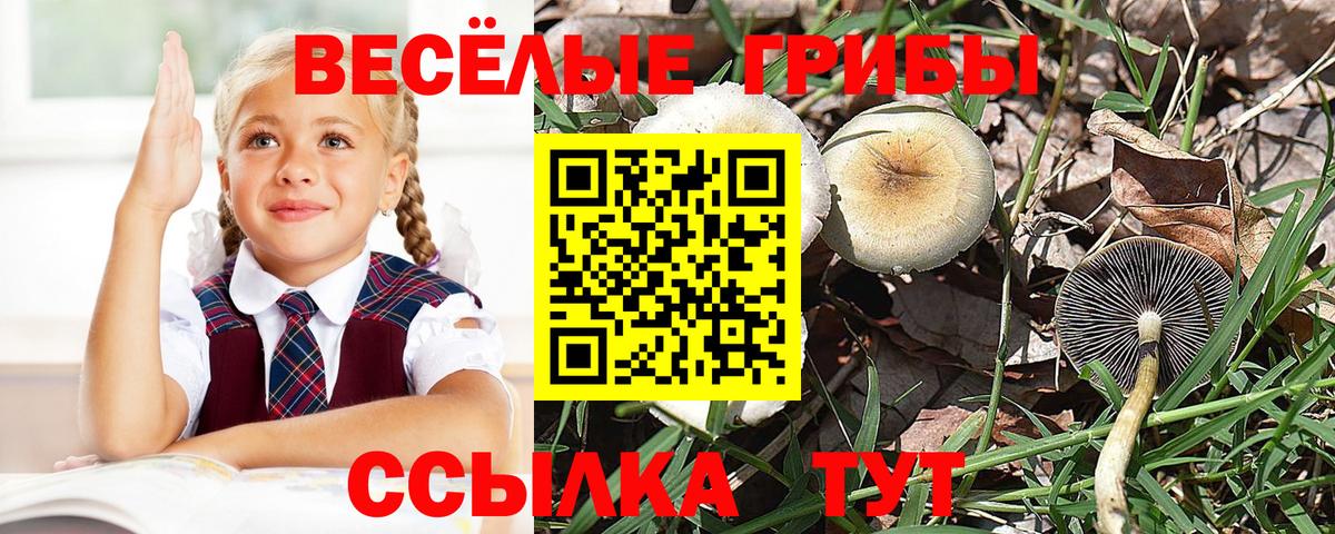 Псилоцибиновые грибы Psilocybe Новокубанск